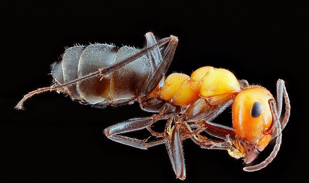 Ant Control service in Riverview, FL