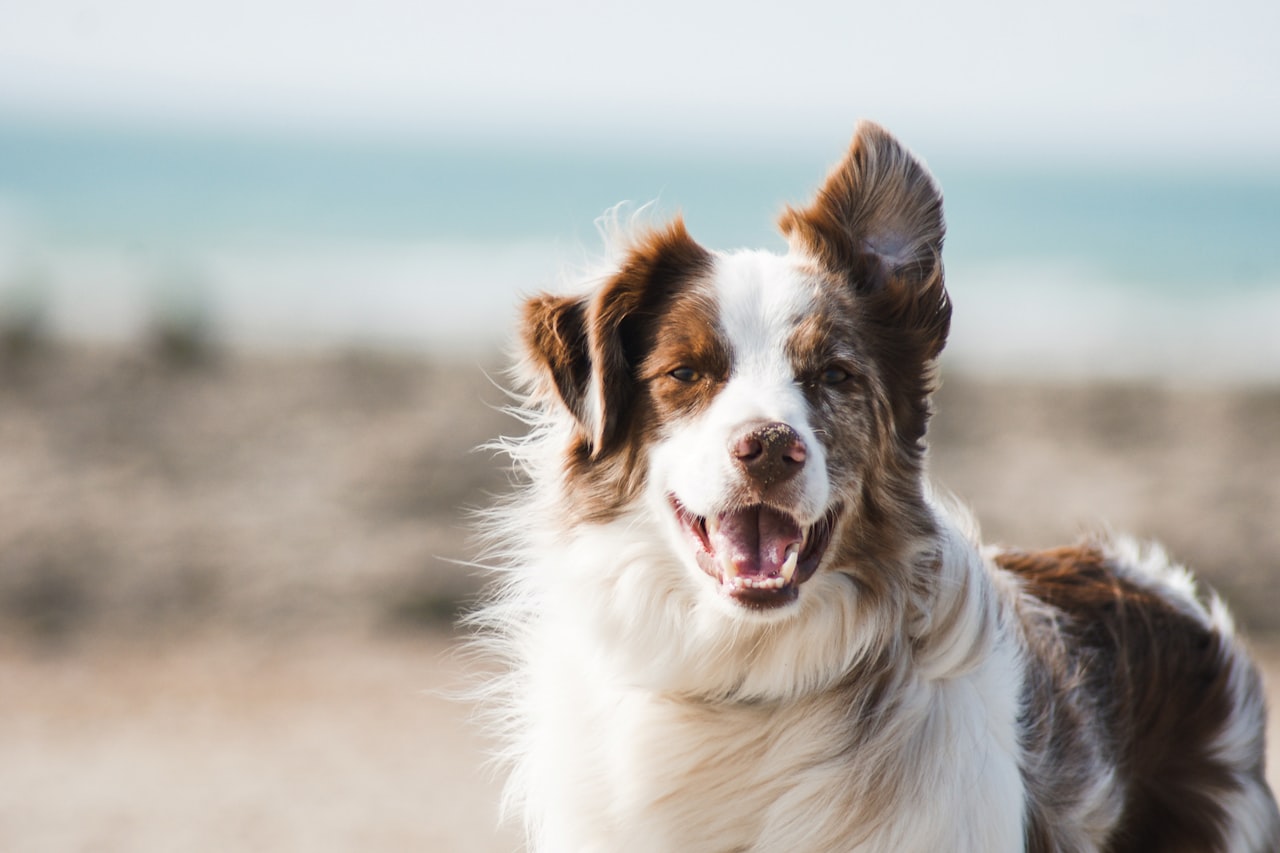 Flea & Tick Control service in Riverview, FL
