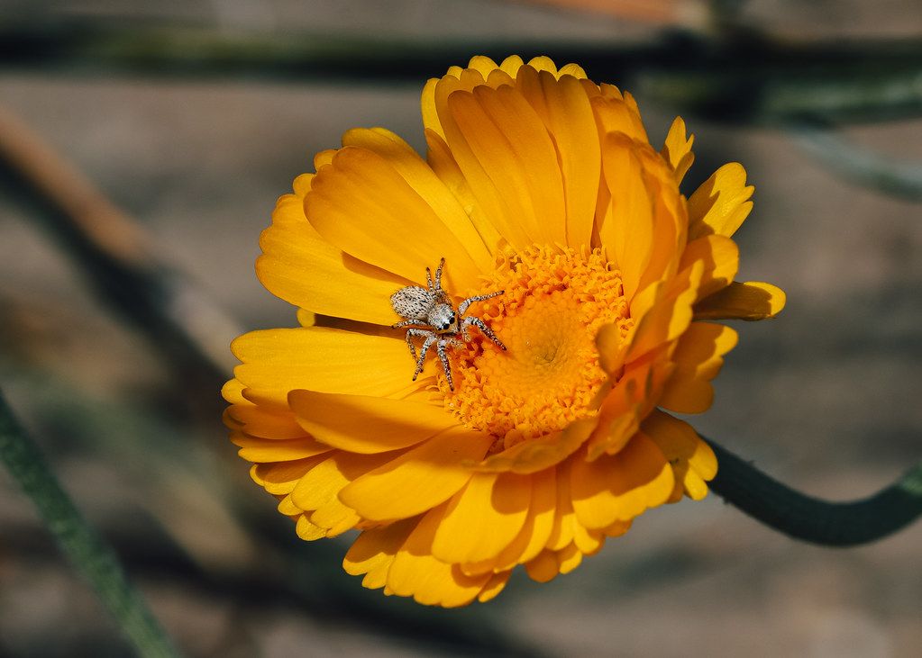 Spider Control service in Riverview, FL
